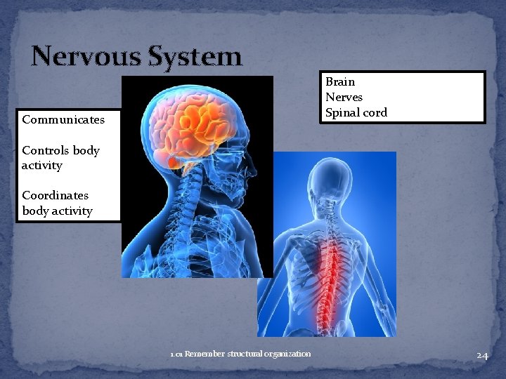 Nervous System Brain Nerves Spinal cord Communicates Controls body activity Coordinates body activity 1.