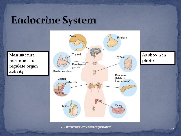 Endocrine System Manufacture hormones to regulate organ activity As shown in photo 1. 01