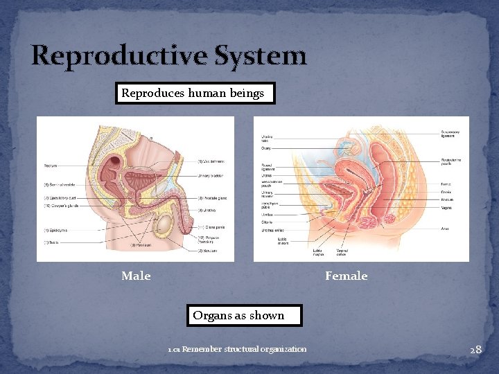 Reproductive System Reproduces human beings Male Female Organs as shown 1. 01 Remember structural