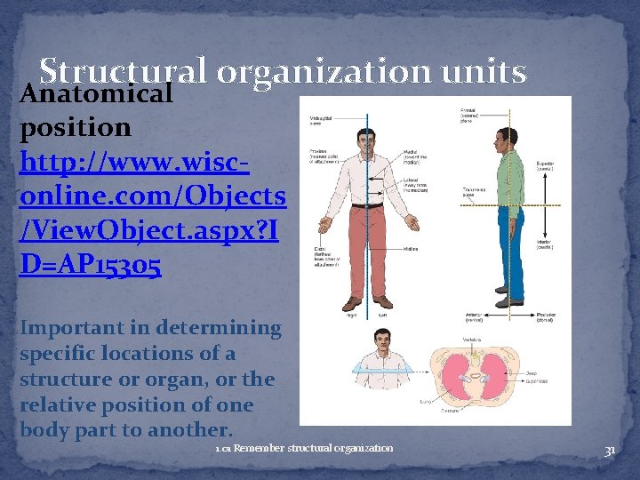 Structural organization units Anatomical position http: //www. wisconline. com/Objects /View. Object. aspx? I D=AP