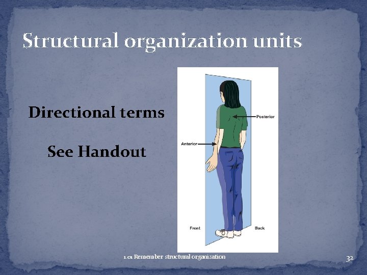 Structural organization units Directional terms See Handout 1. 01 Remember structural organization 32 
