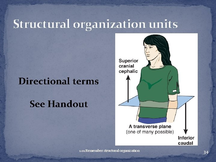 Structural organization units Directional terms See Handout 1. 01 Remember structural organization 34 