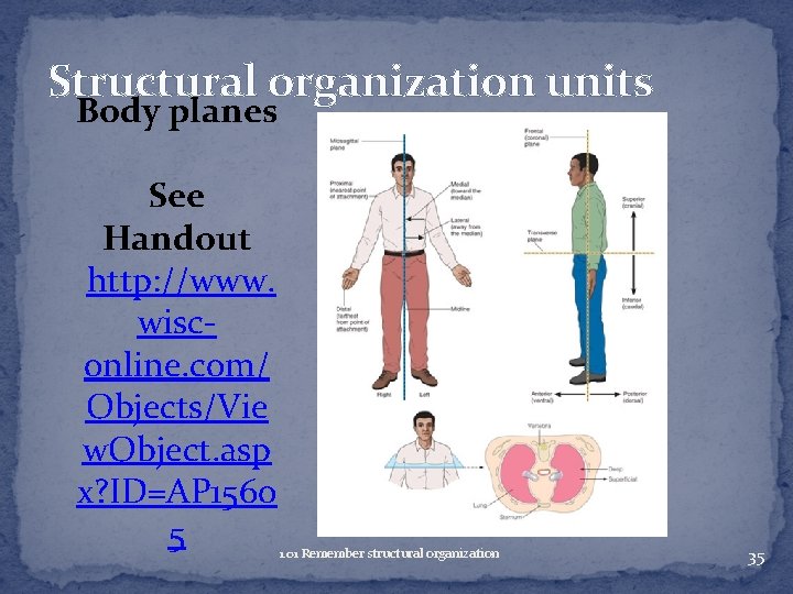 Structural organization units Body planes See Handout http: //www. wisconline. com/ Objects/Vie w. Object.