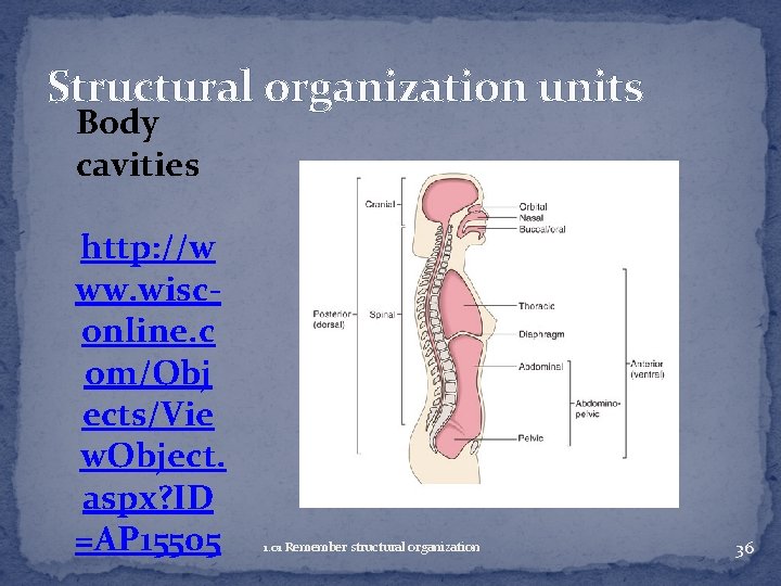 Structural organization units Body cavities http: //w ww. wisconline. c om/Obj ects/Vie w. Object.
