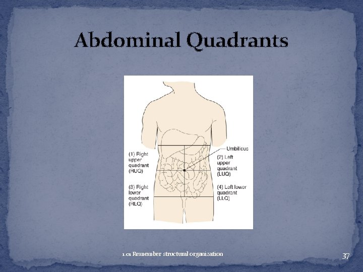 Abdominal Quadrants 1. 01 Remember structural organization 37 