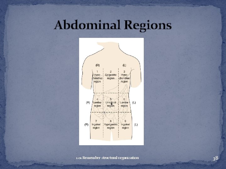 Abdominal Regions 1. 01 Remember structural organization 38 