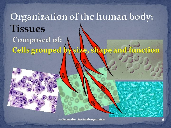 Organization of the human body: Tissues Composed of: 1. 01 Remember structural organization 6