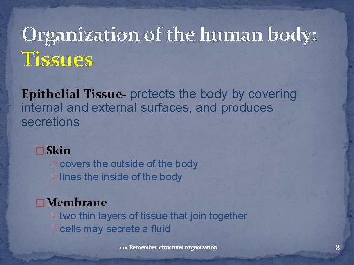 Organization of the human body: Tissues Epithelial Tissue- protects the body by covering internal