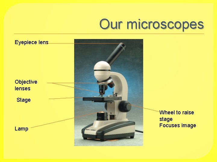 Our microscopes Eyepiece lens Objective lenses Stage Lamp Wheel to raise stage Focuses image
