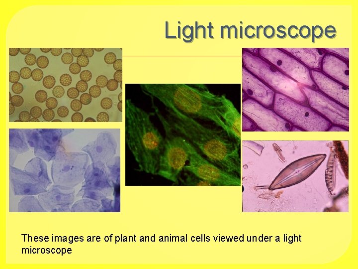 Light microscope These images are of plant and animal cells viewed under a light