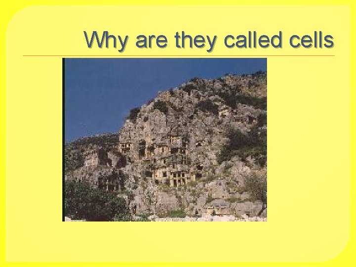 Why are they called cells 