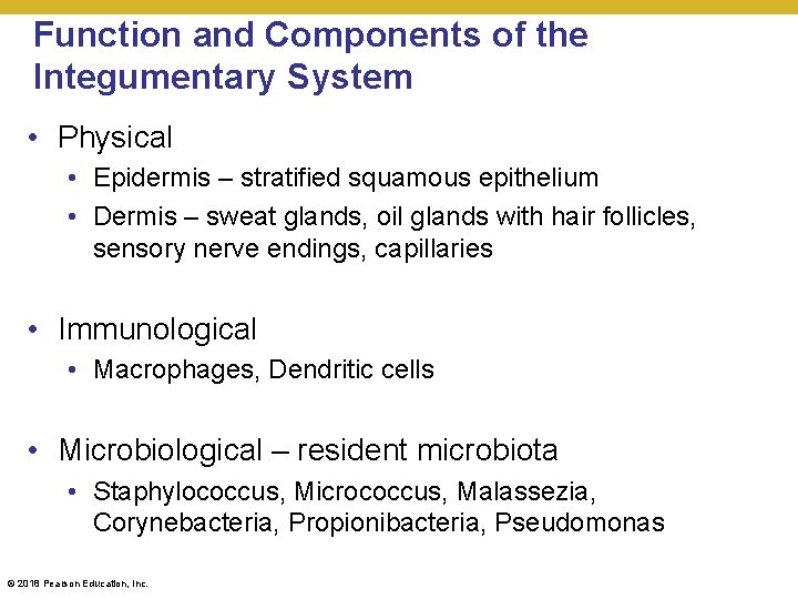 Function and Components of the Integumentary System • Physical • Epidermis – stratified squamous