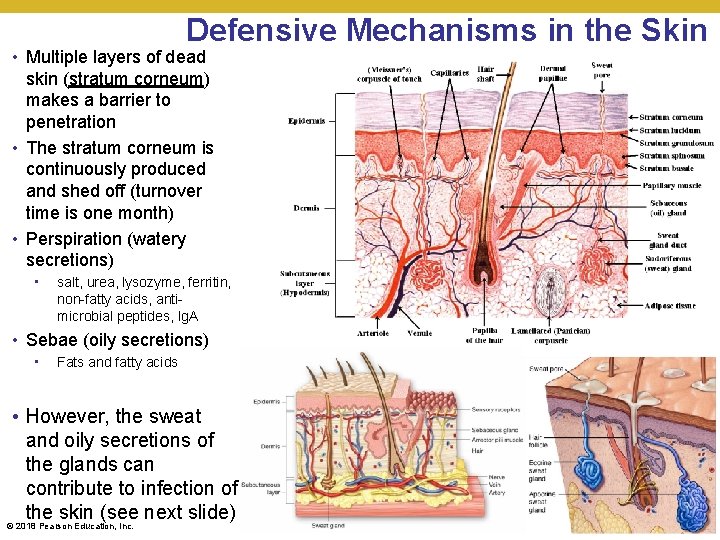Defensive Mechanisms in the Skin • Multiple layers of dead skin (stratum corneum) makes