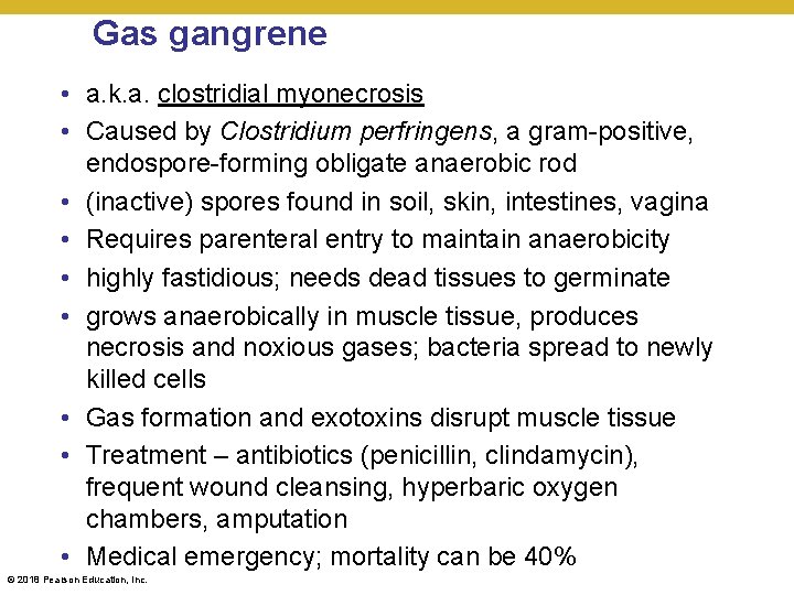 Gas gangrene • a. k. a. clostridial myonecrosis • Caused by Clostridium perfringens, a