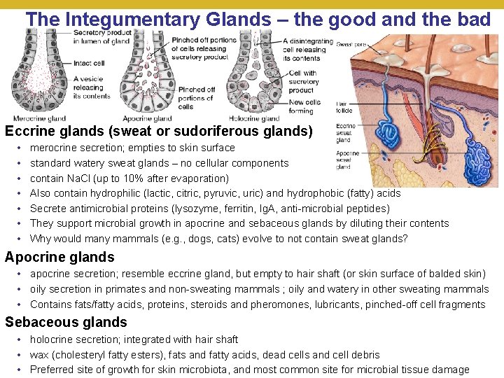 The Integumentary Glands – the good and the bad Eccrine glands (sweat or sudoriferous