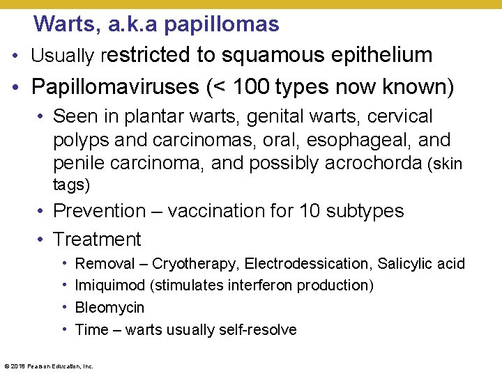 Warts, a. k. a papillomas • Usually restricted to squamous epithelium • Papillomaviruses (<