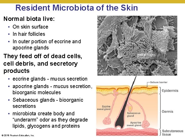 Resident Microbiota of the Skin Normal biota live: • On skin surface • In