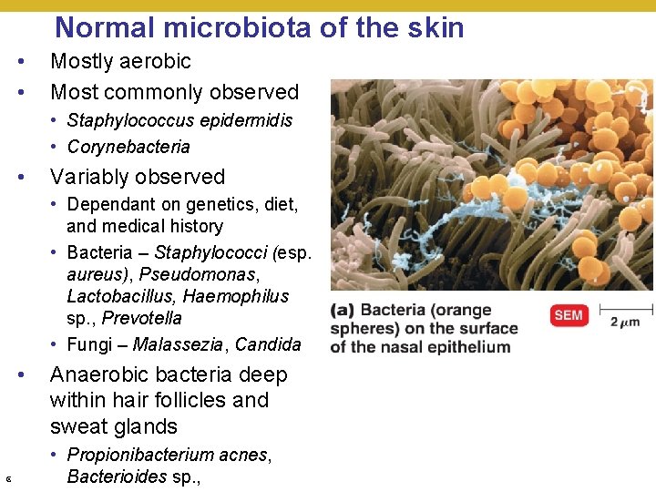 Normal microbiota of the skin • • Mostly aerobic Most commonly observed • Staphylococcus