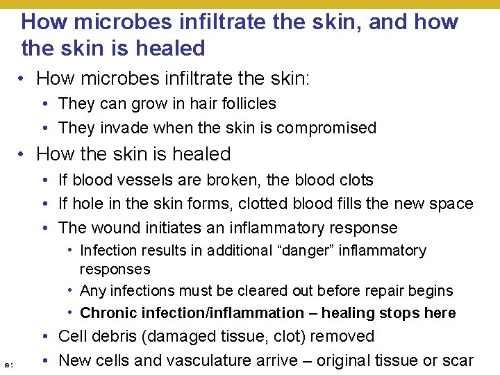 How microbes infiltrate the skin, and how the skin is healed • How microbes