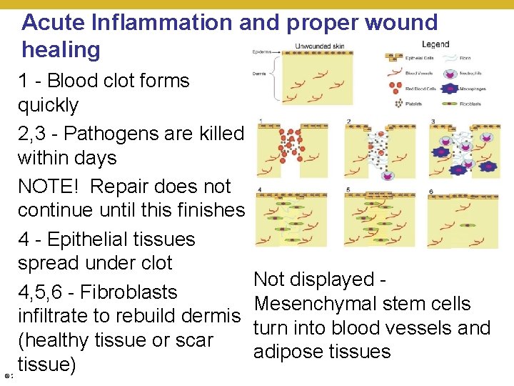 Acute Inflammation and proper wound healing 1 - Blood clot forms quickly 2, 3