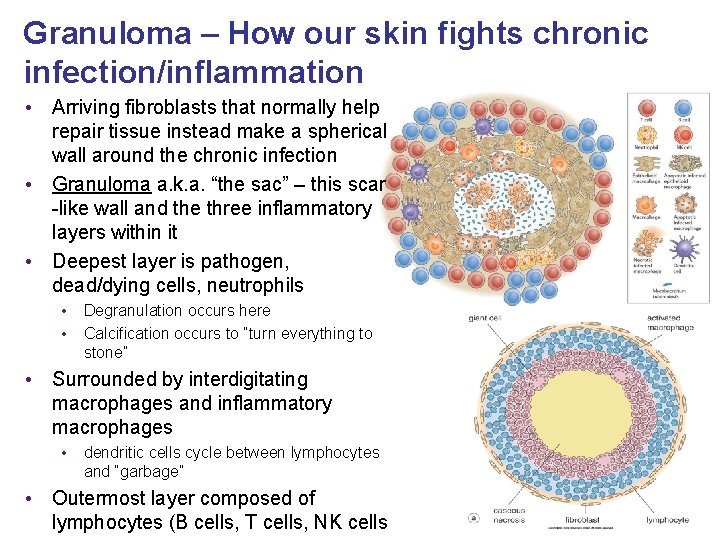 Granuloma – How our skin fights chronic infection/inflammation • Arriving fibroblasts that normally help