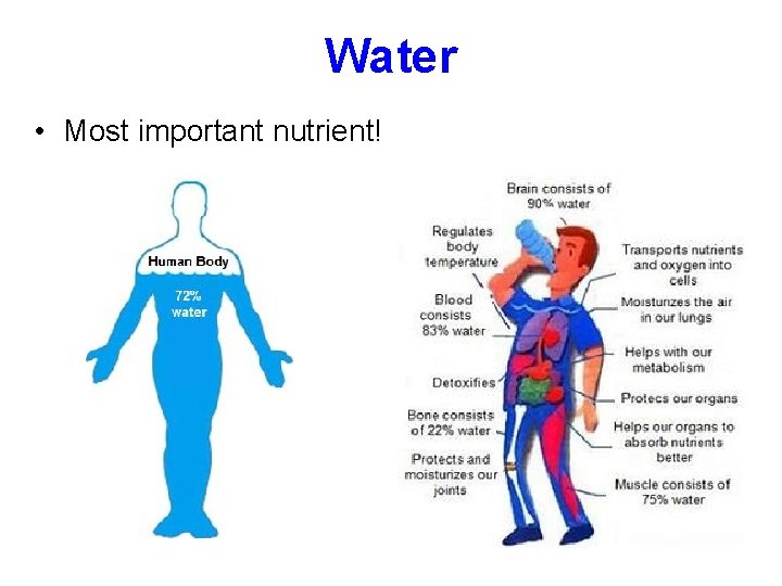 Water • Most important nutrient! 