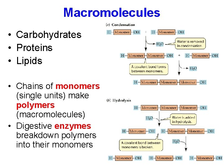 Macromolecules • Carbohydrates • Proteins • Lipids • Chains of monomers (single units) make