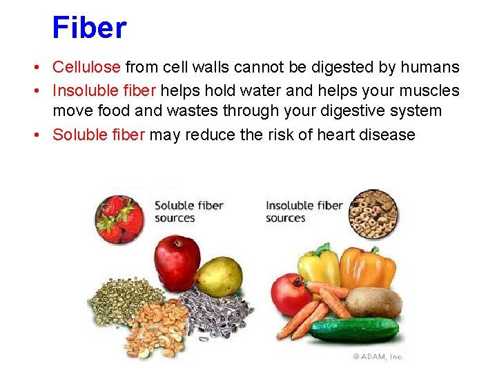 Fiber • Cellulose from cell walls cannot be digested by humans • Insoluble fiber