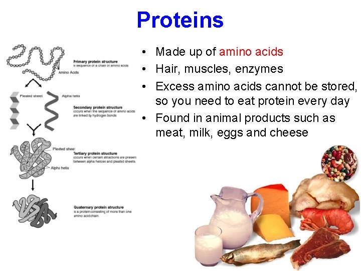 Proteins • Made up of amino acids • Hair, muscles, enzymes • Excess amino