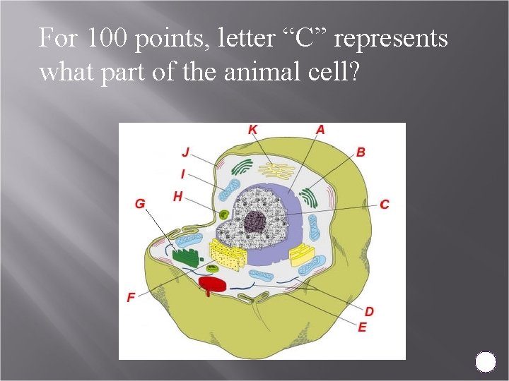 For 100 points, letter “C” represents what part of the animal cell? 