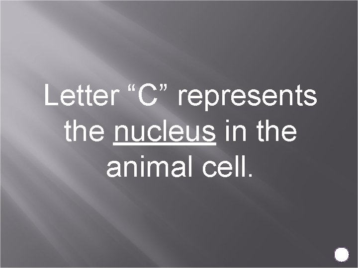 Letter “C” represents the nucleus in the animal cell. 