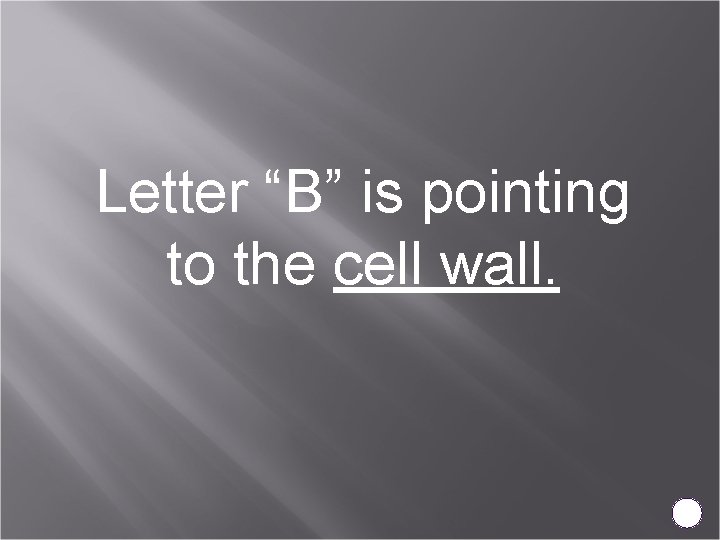Letter “B” is pointing to the cell wall. 