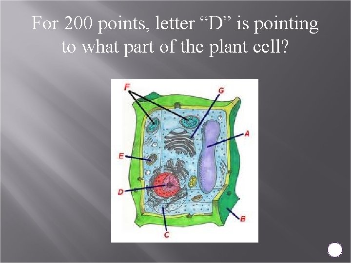 For 200 points, letter “D” is pointing to what part of the plant cell?
