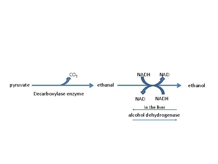 CO 2 pyruvate NADH NAD ethanal Decarboxylase enzyme ethanol NADH In the liver alcohol CO 2 pyruvate NADH NAD ethanal Decarboxylase enzyme ethanol NADH In the liver alcohol