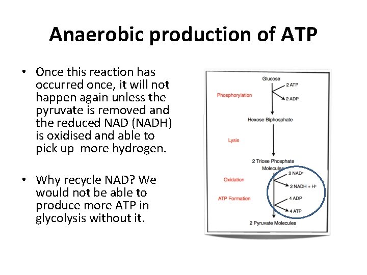 Anaerobic production of ATP • Once this reaction has occurred once, it will not Anaerobic production of ATP • Once this reaction has occurred once, it will not