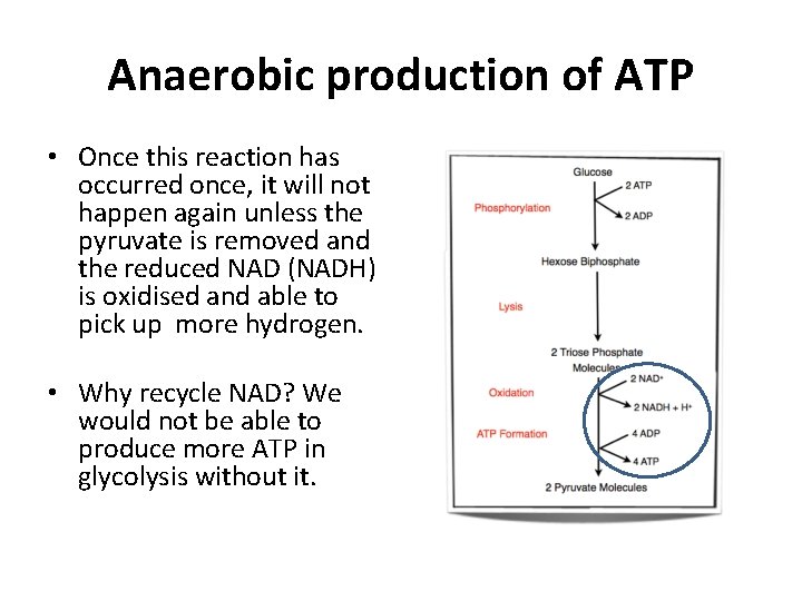 Anaerobic production of ATP • Once this reaction has occurred once, it will not