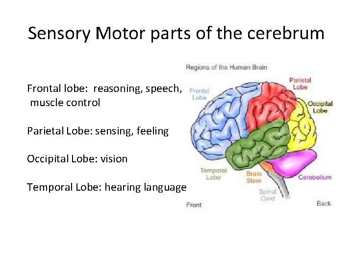 Sensory Motor parts of the cerebrum Frontal lobe: reasoning, speech, muscle control Parietal Lobe: