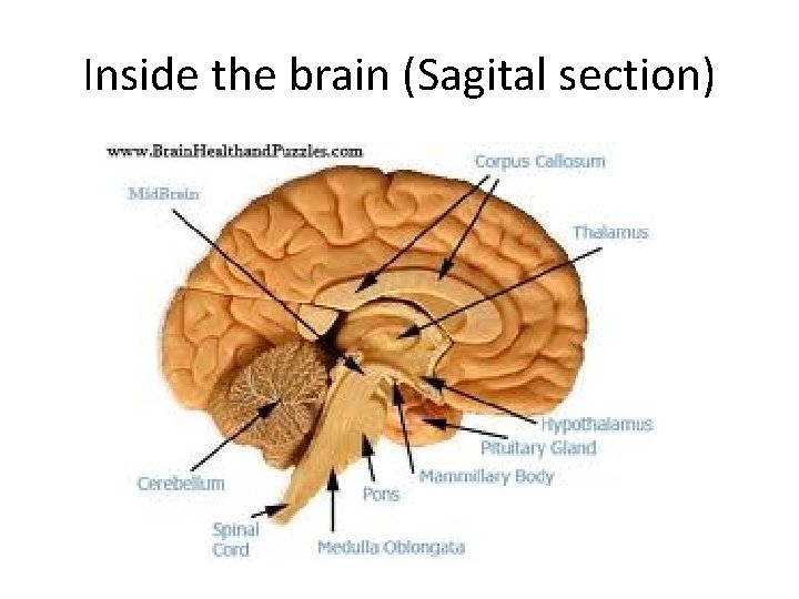 Inside the brain (Sagital section) 