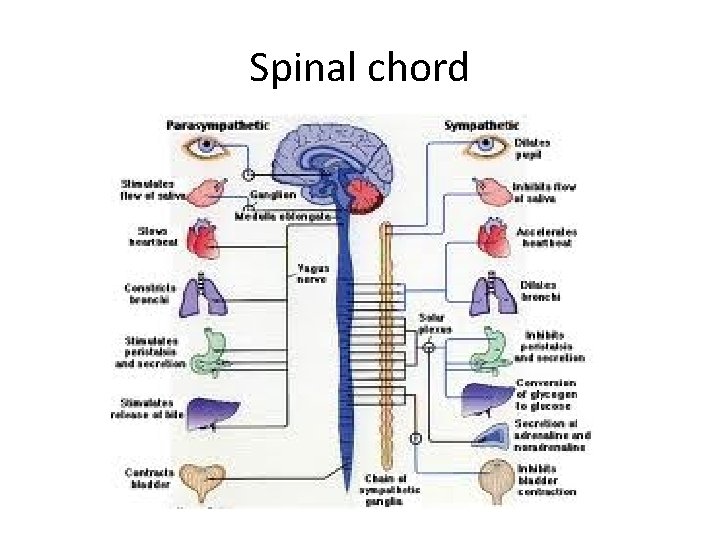 Spinal chord 