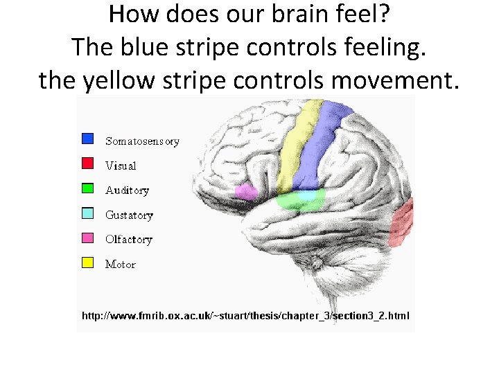 How does our brain feel? The blue stripe controls feeling. the yellow stripe controls