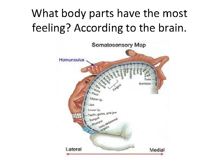 What body parts have the most feeling? According to the brain. 
