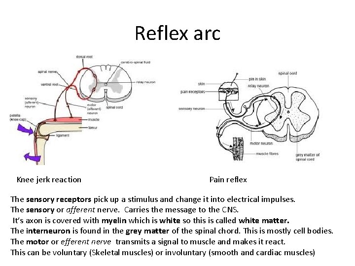 Reflex arc Knee jerk reaction Pain reflex The sensory receptors pick up a stimulus