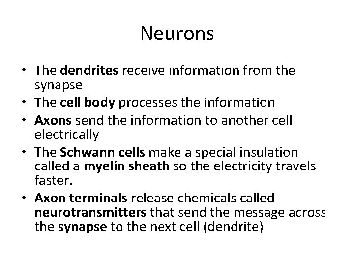 Neurons • The dendrites receive information from the synapse • The cell body processes