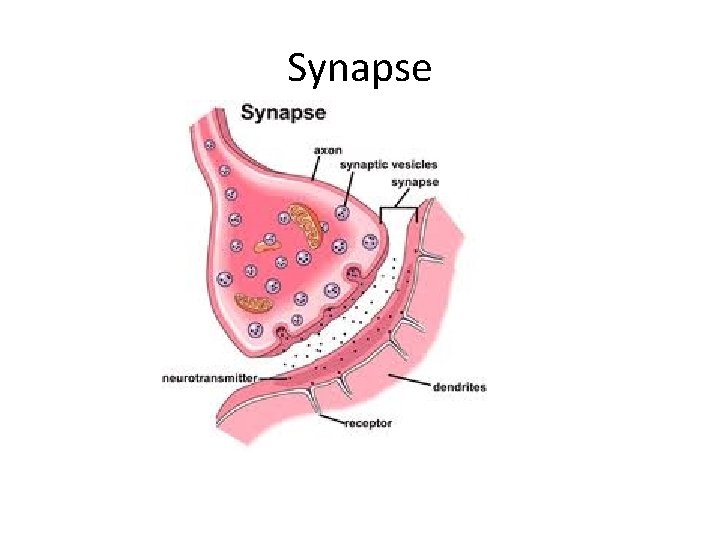 Synapse 