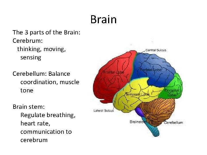 Brain The 3 parts of the Brain: Cerebrum: thinking, moving, sensing Cerebellum: Balance coordination,