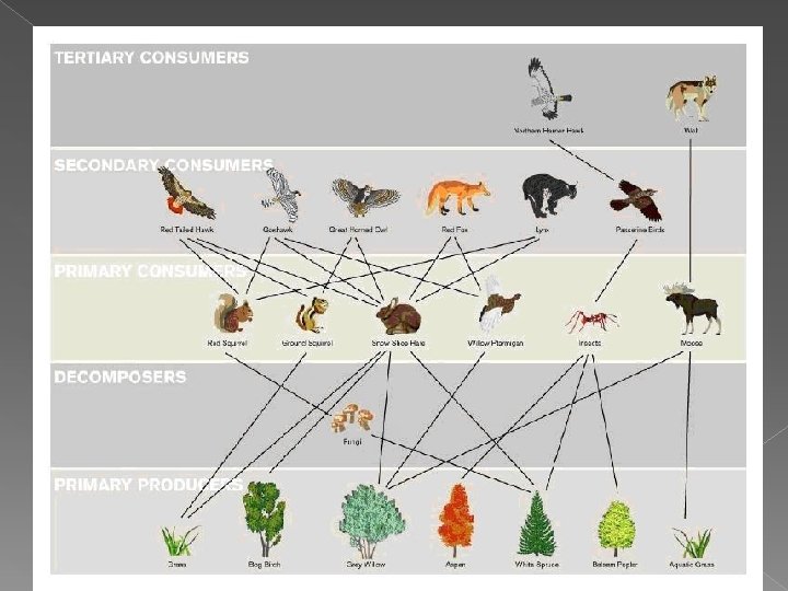 http: //www. mrpdarling. com/wpcontent/uploads/2012/09/Boreal. Forest. Food. Web. Pic. jpg 