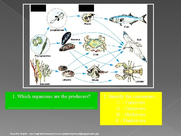1. Which organisms are the producers? _________________ Food Web Graphic - http: //staff. harrisonburg.