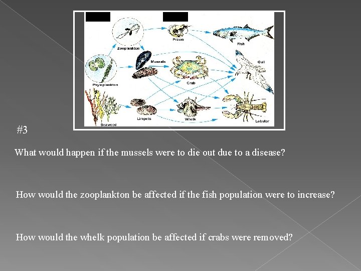#3 What would happen if the mussels were to die out due to a