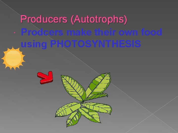  Producers (Autotrophs) Prodcers make their own food using PHOTOSYNTHESIS 