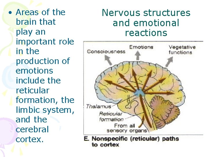  • Areas of the brain that play an important role in the production